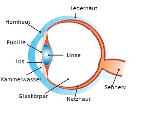 Die Anatomie des Auges Die Anatomie des Auges